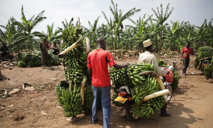 Agriculture in Uganda